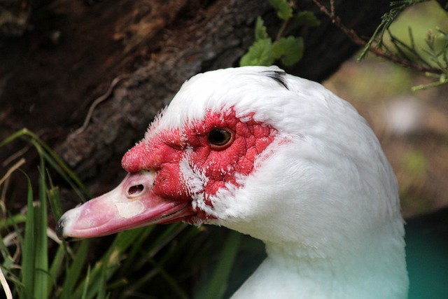 国际拳总缘 国际拳总缘