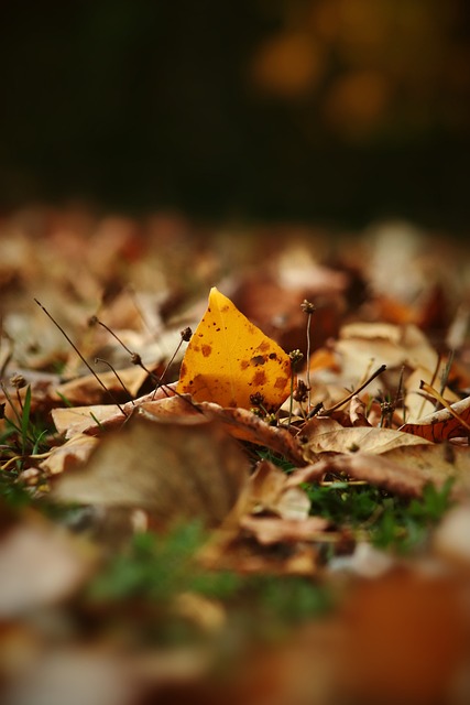 翔伞运动的 翔伞运动的