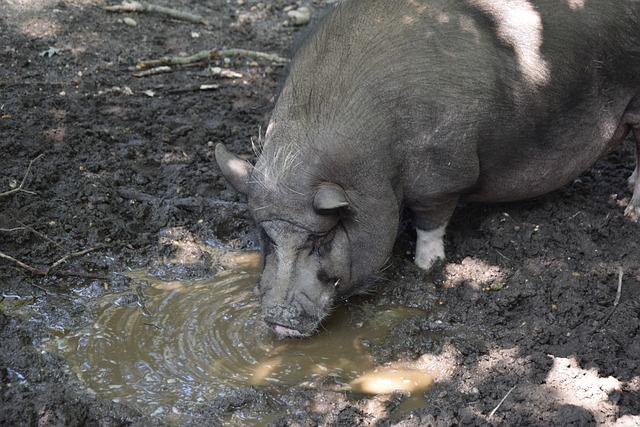 若快船队能 若快船队能